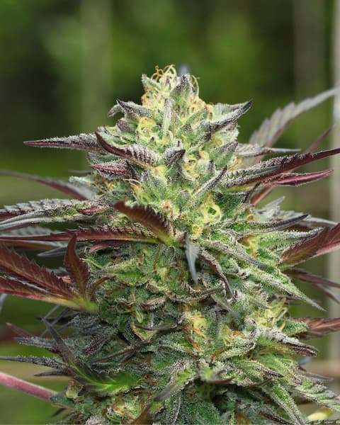 G.S. Cookies > Humboldt Seed Company | Graines Féminisées  |  Indica
